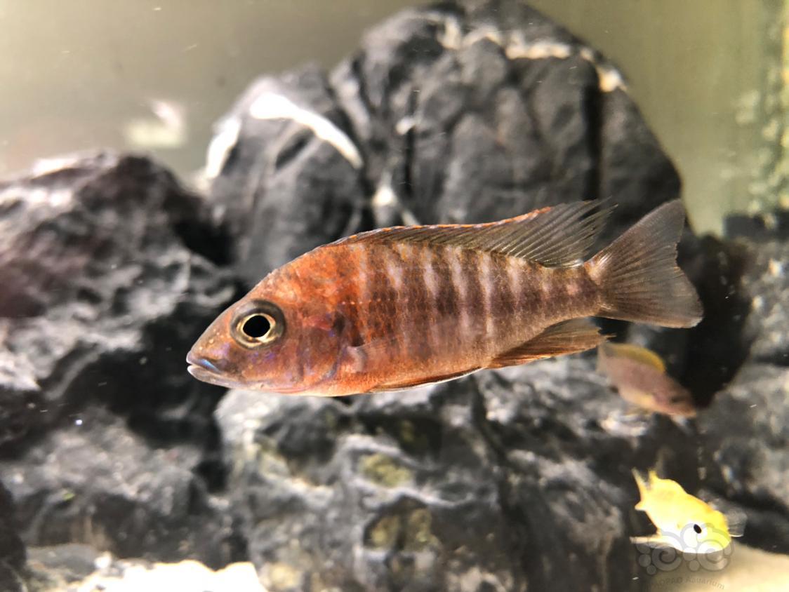 【三湖慈鲷】腾缸养点杂鲷
