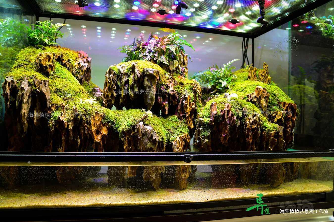 水陆旧雨林缸的改造