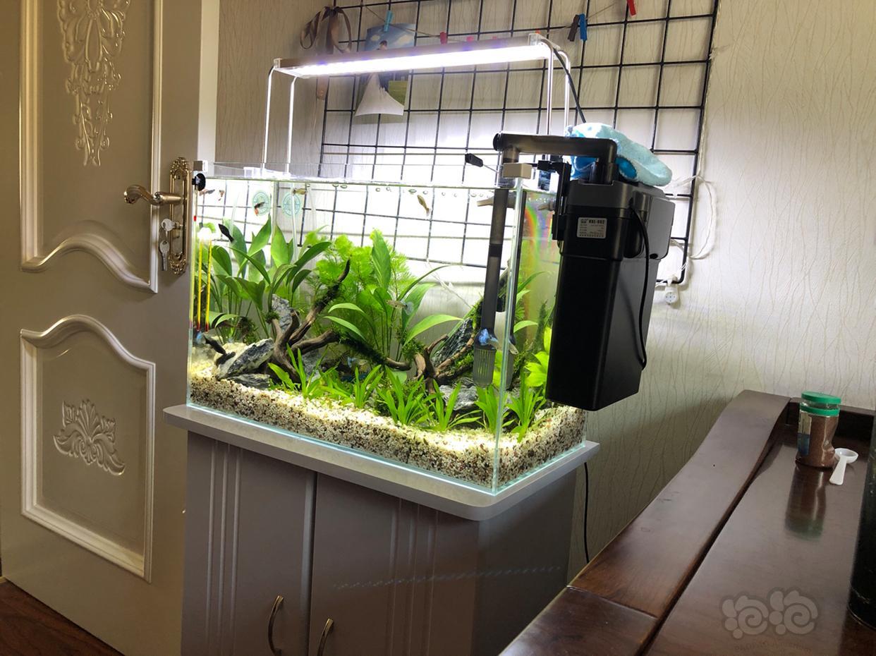 【孔雀鱼】新缸开缸第20天