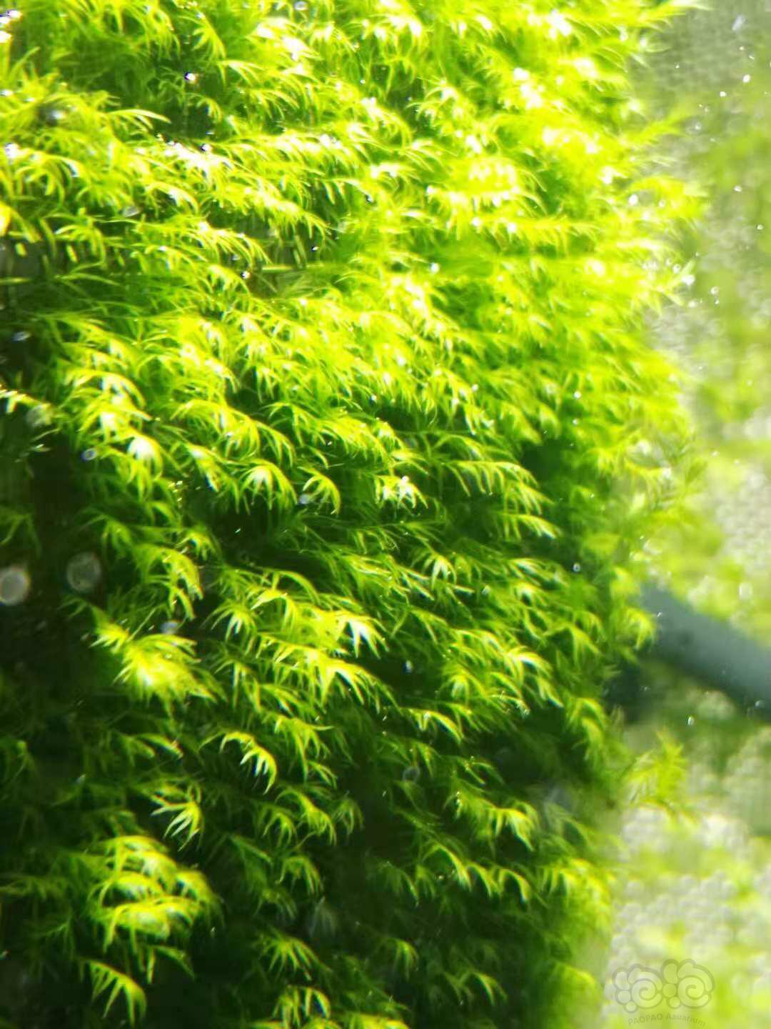 出珊瑚 美凤 moss 酒红水晶虾-图1