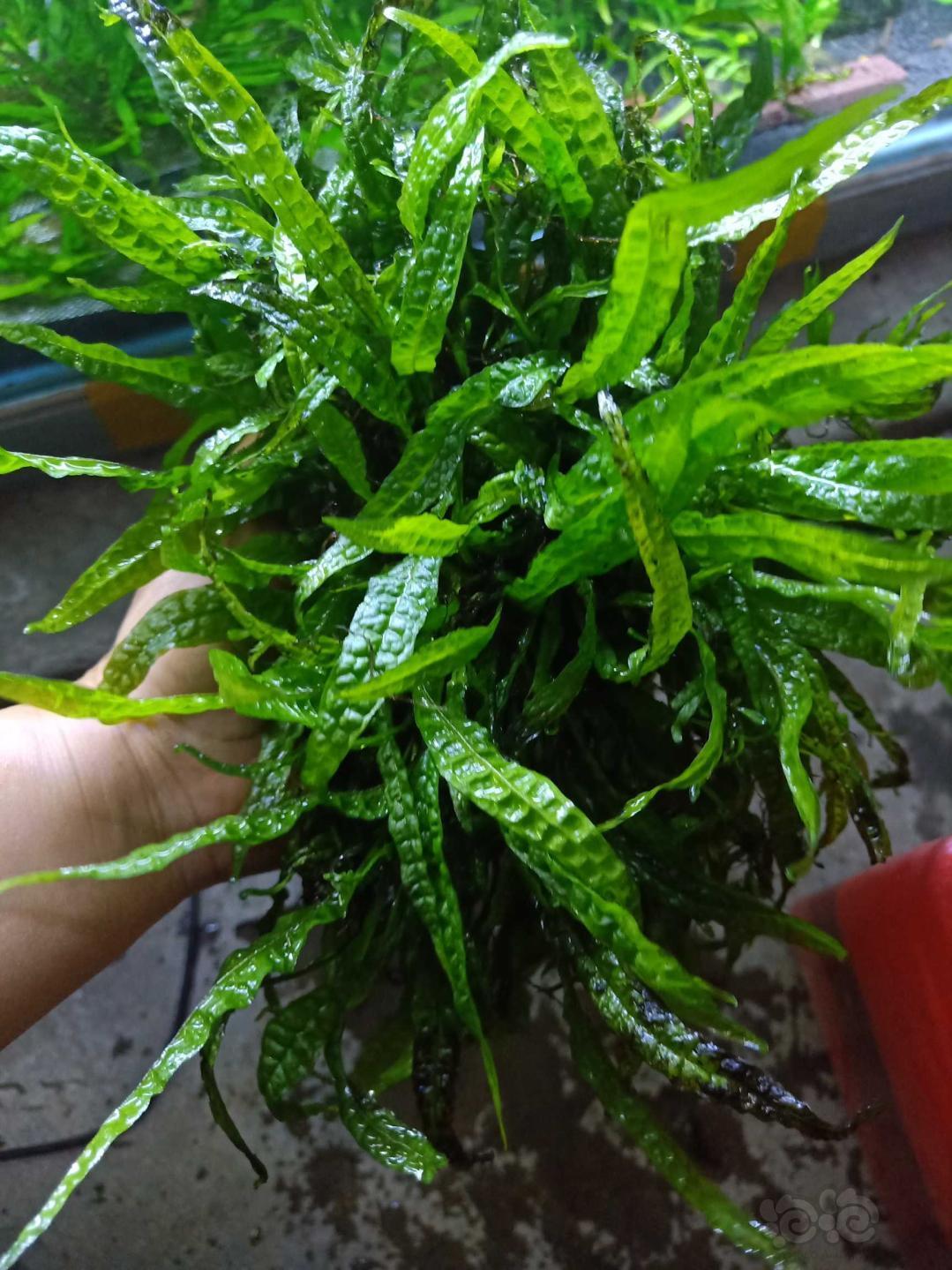 出售出细叶铁菲律宾宽铁