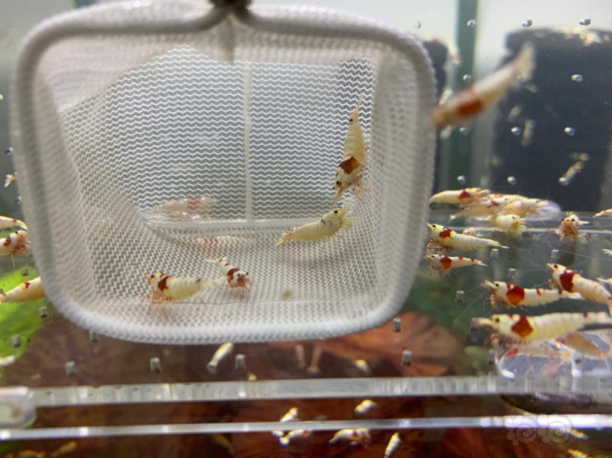 【虾】2018-11-29#RMB 红白水晶虾-图4
