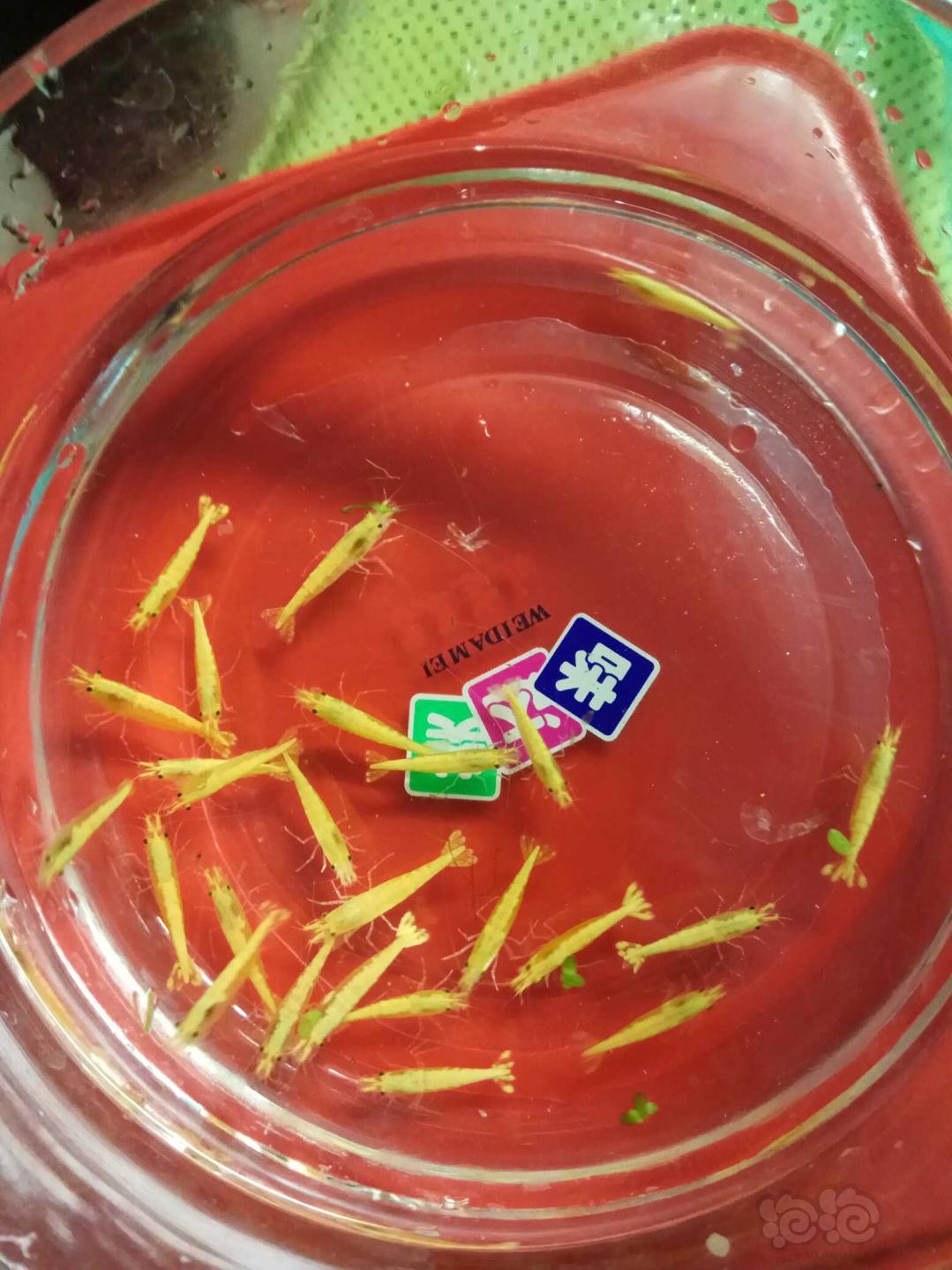 【虾】2018-11-12#RMB拍卖金背黄金米虾种虾25只，送5公-图4