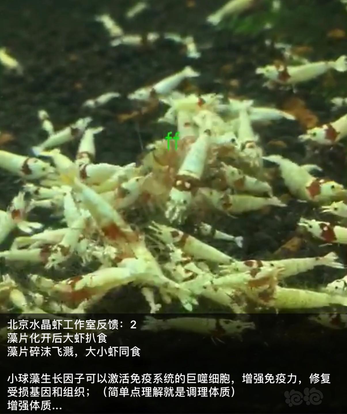 【用品】2018-11-23#RMB拍卖小球藻片一罐80g水晶虾/观赏螺，素食异形胡子大帆功能型饲料-图5