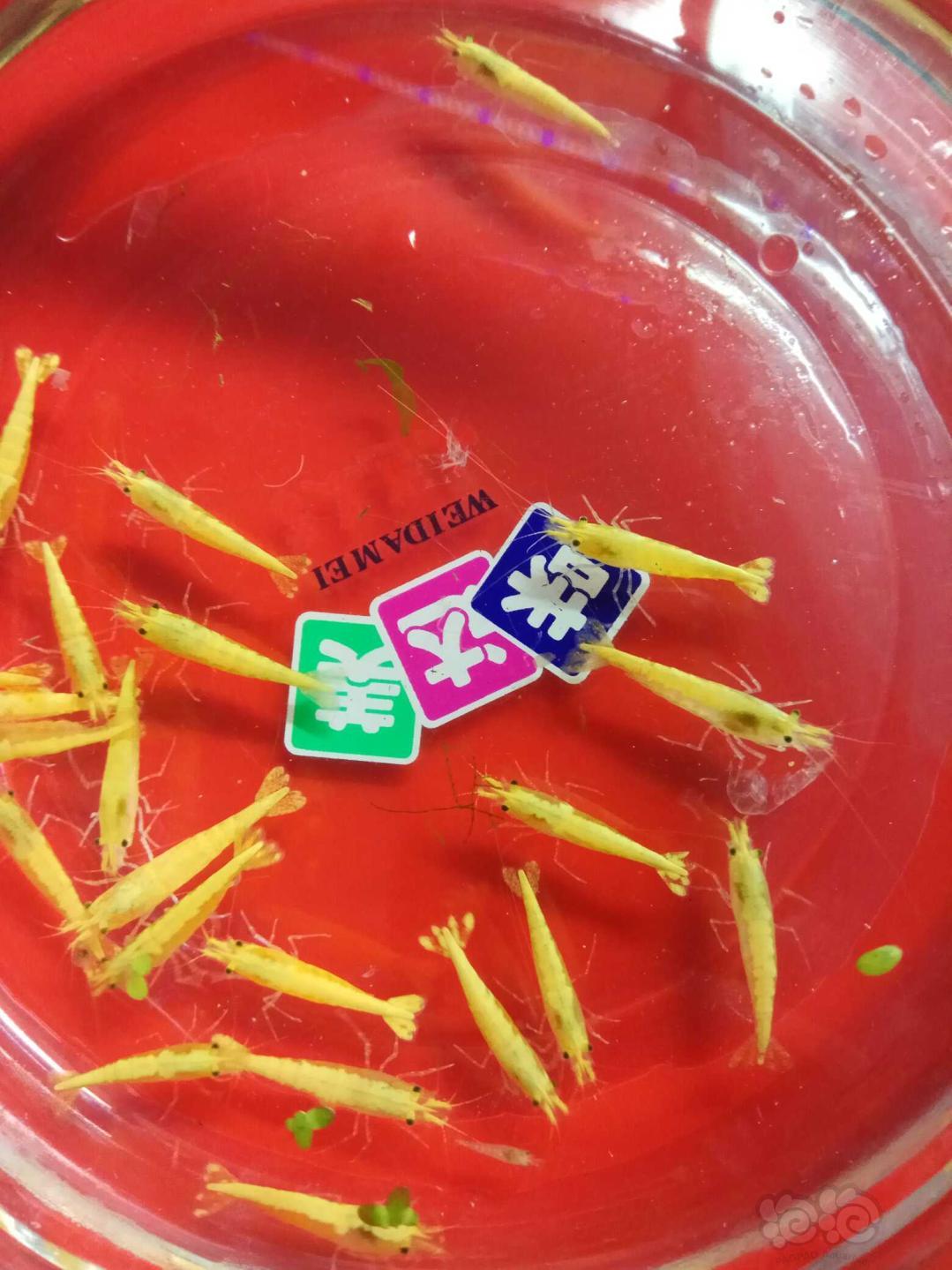 【虾】2018-11-12#RMB拍卖金背黄金米虾种虾25只，送5公-图3