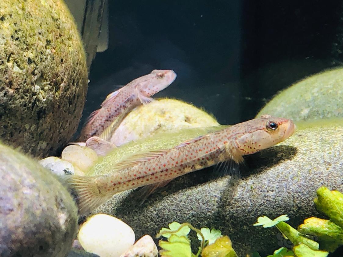 虾虎终于爆藻向着原生态发起