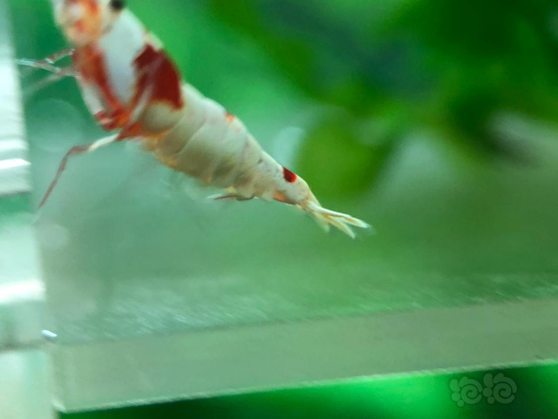 【虾】2018-11-6RMB拍卖红白水晶虾三只-图1