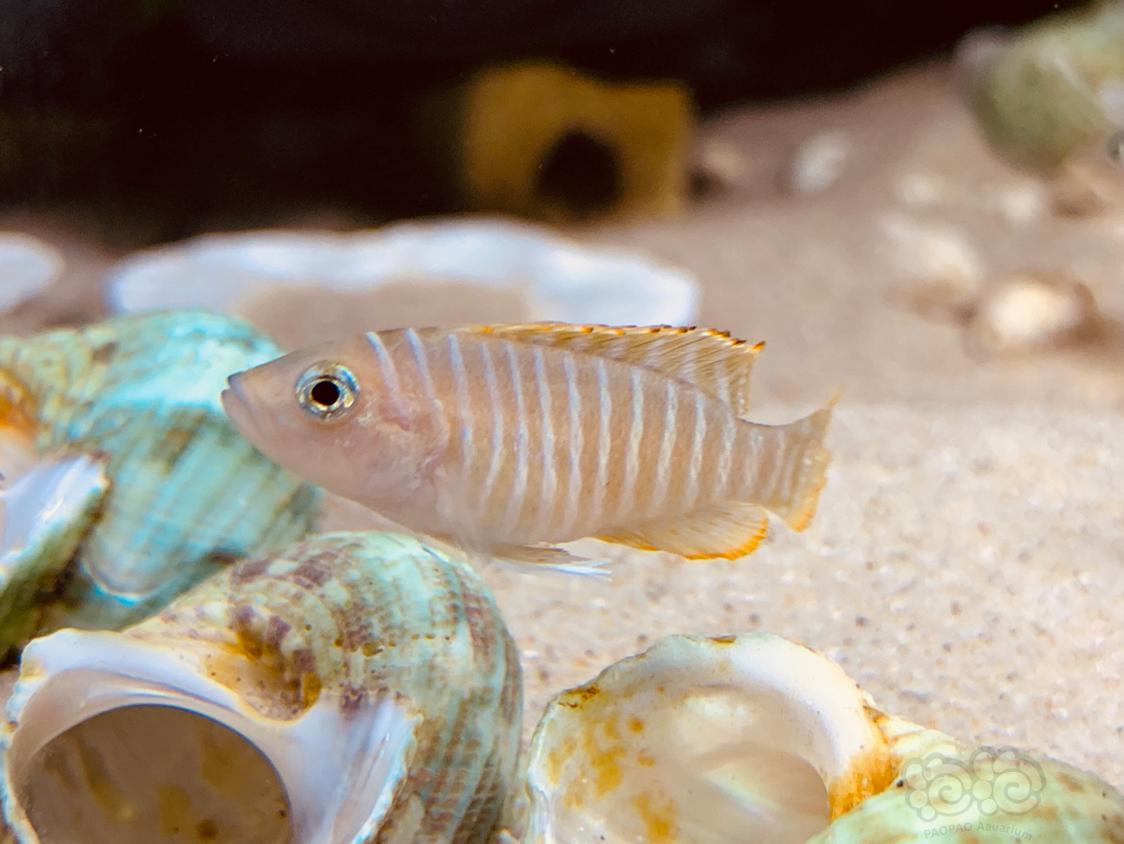 三湖慈鲷2018年最后一天晒晒卷贝缸