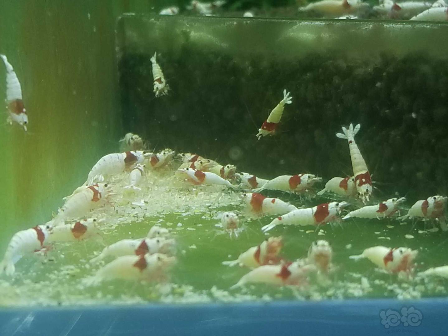 出系统红白，白躯以上级别水晶虾-图2