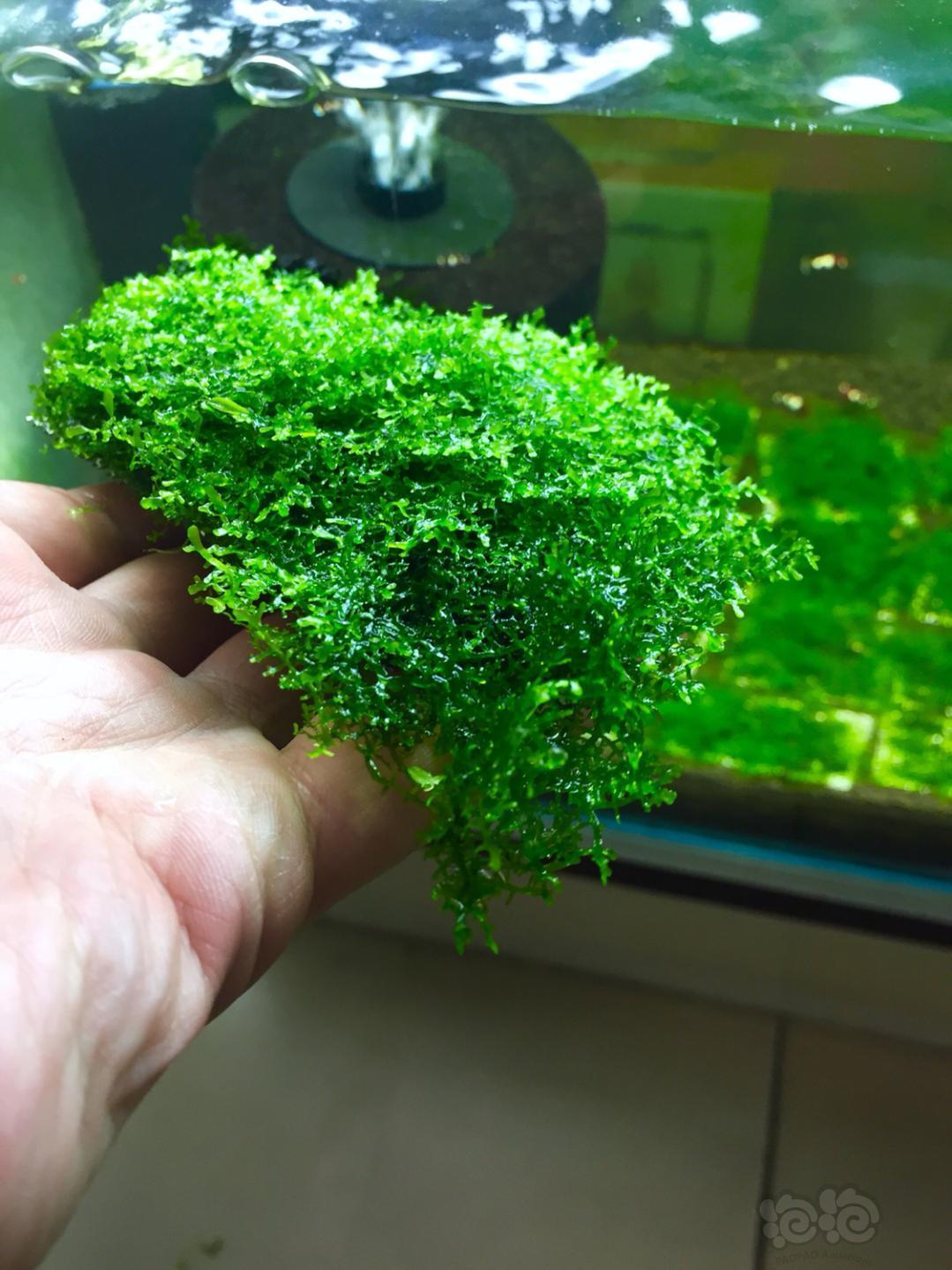 【水草】状态好珊瑚莫斯,无虫无藻