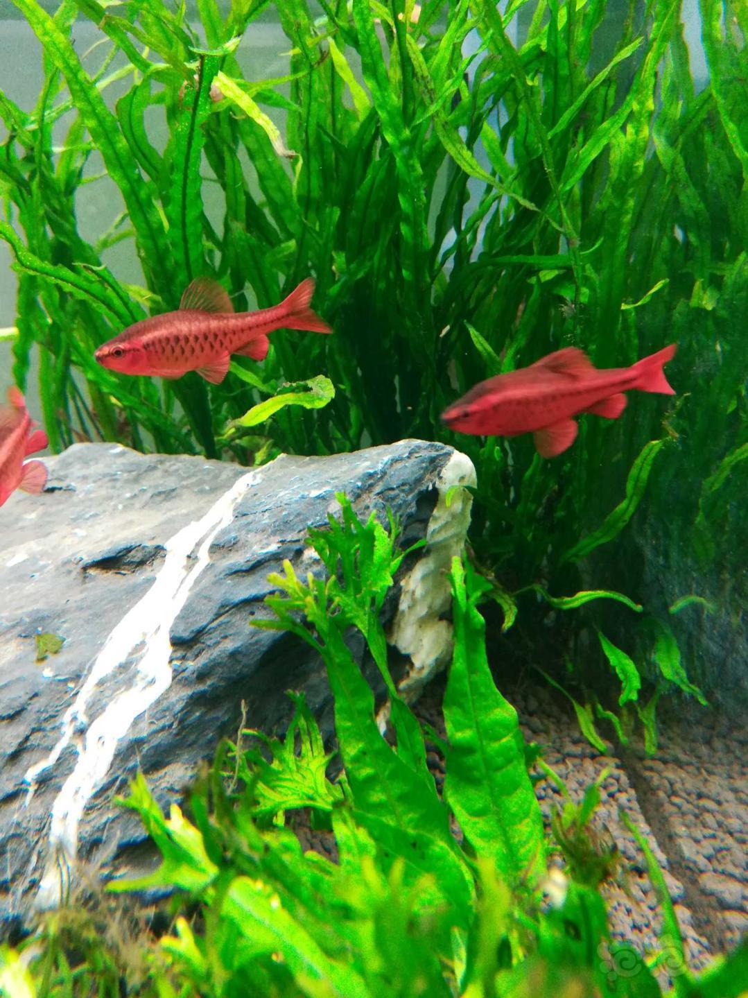 【灯科鱼】樱桃灯