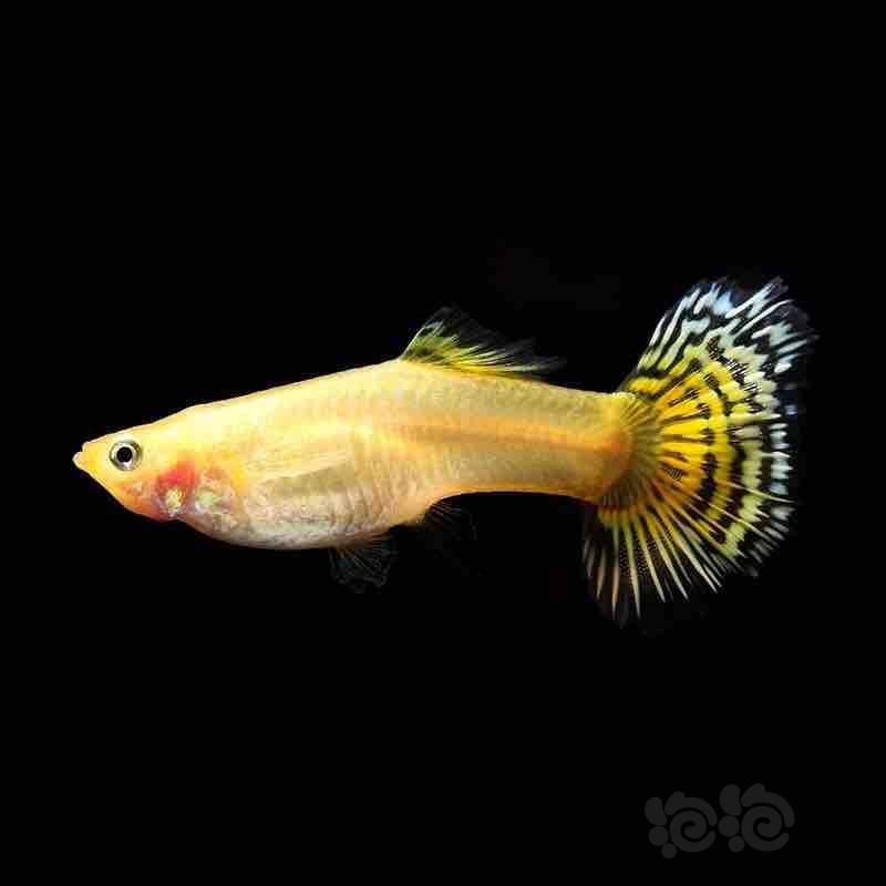 【孔雀鱼】金老虎孔雀鱼