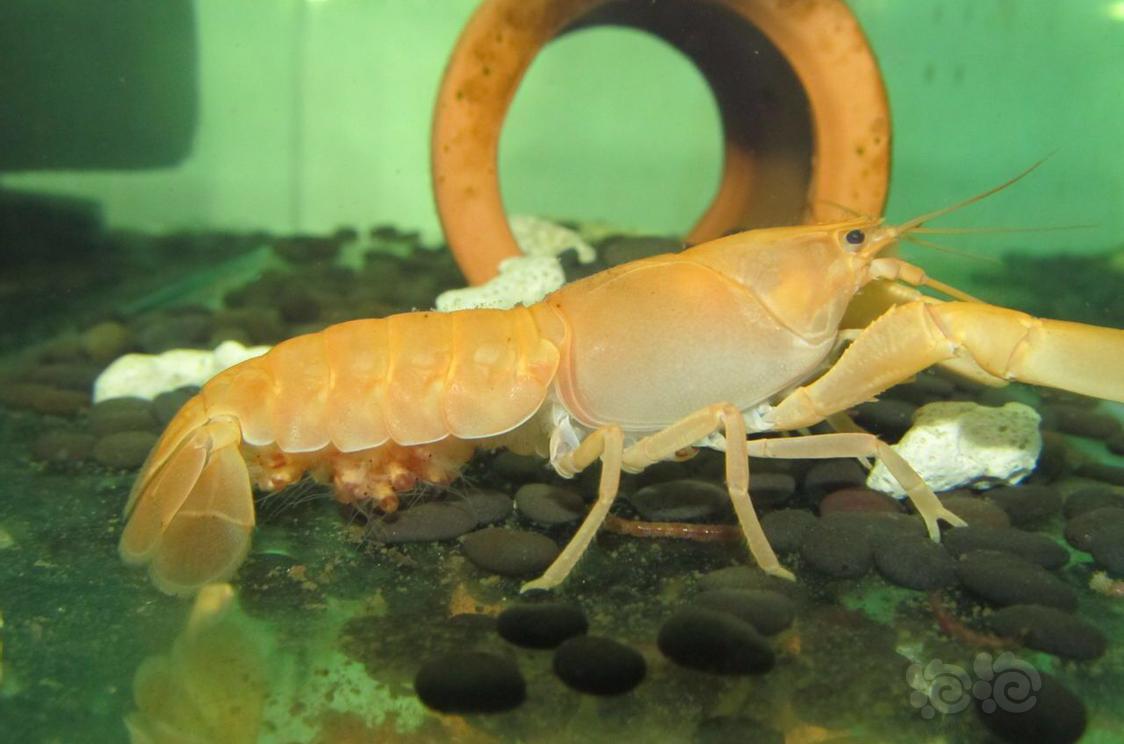 美图鉴赏黄金巨手