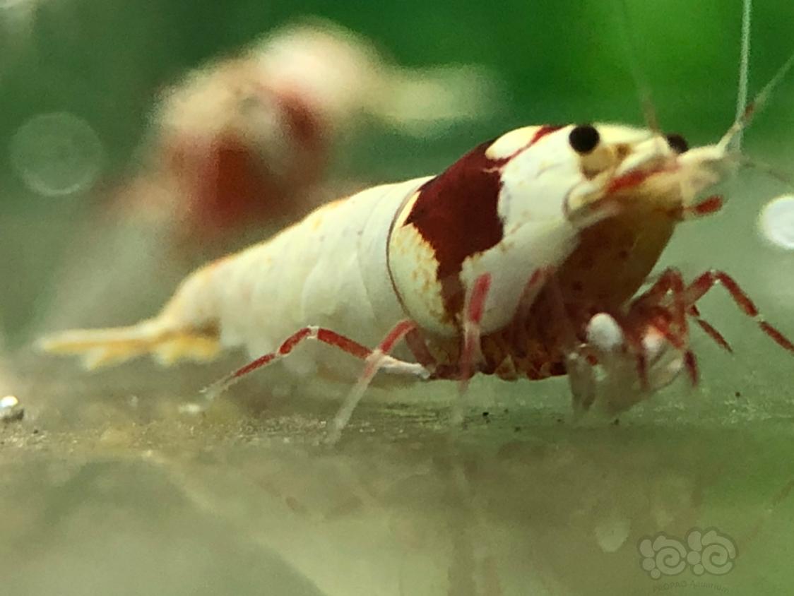 【虾】2018-11-6RMB拍卖红白水晶虾三只-图4