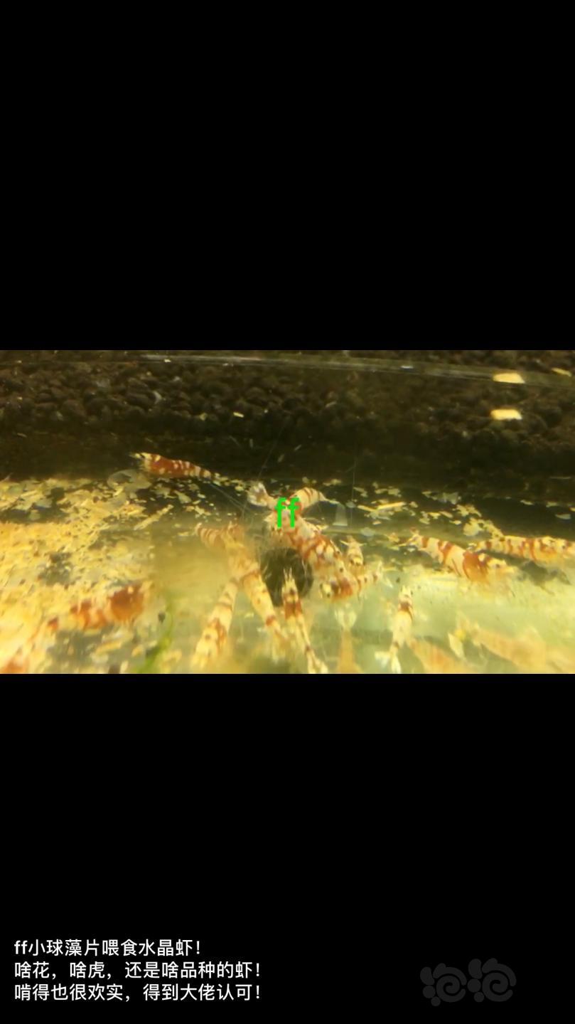【用品】2018-12-20#RMB拍卖小球藻片一瓶25g水晶虾/观赏螺，素食异形胡子大帆功能型饲料-图6