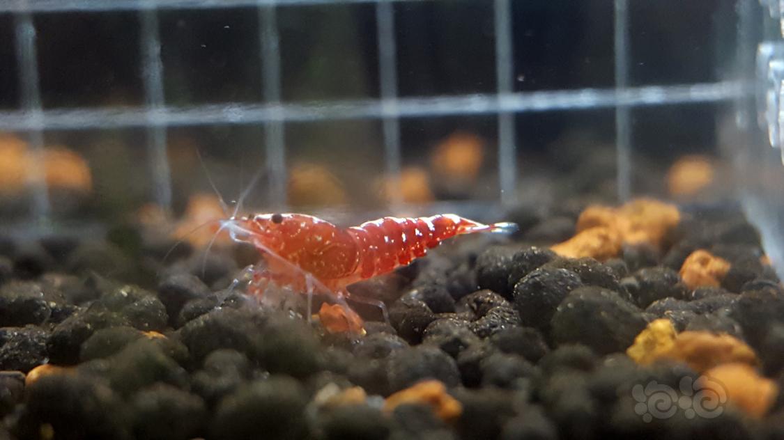 【虾】2018-12-25#RMB拍卖红银河幼虾-图3