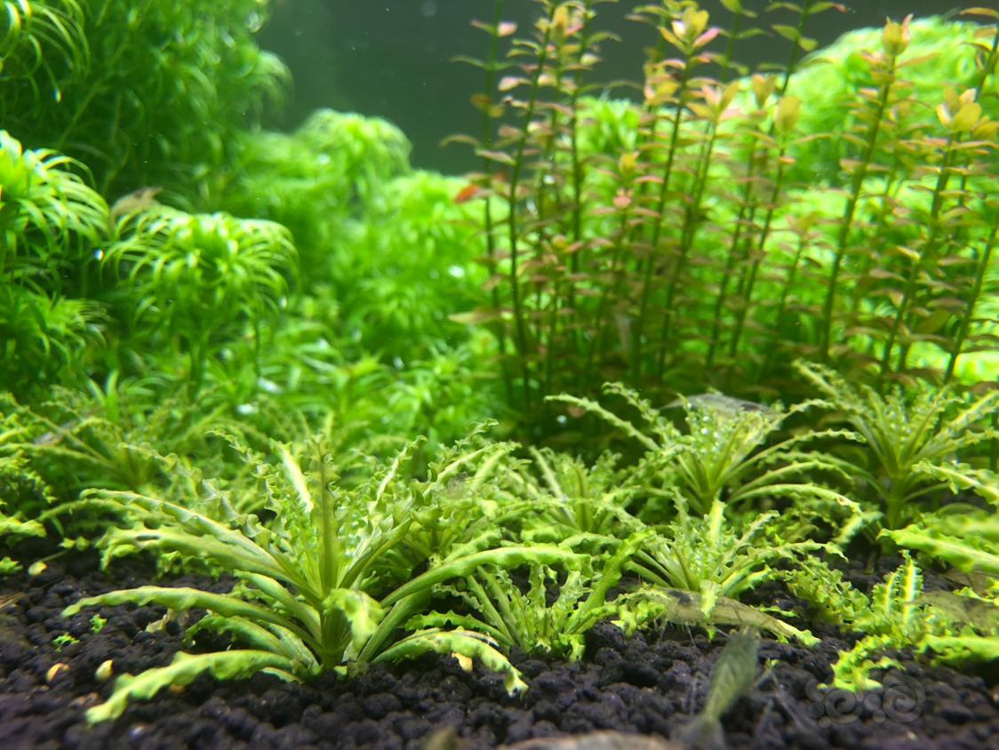 好久没出草了出点阳性草