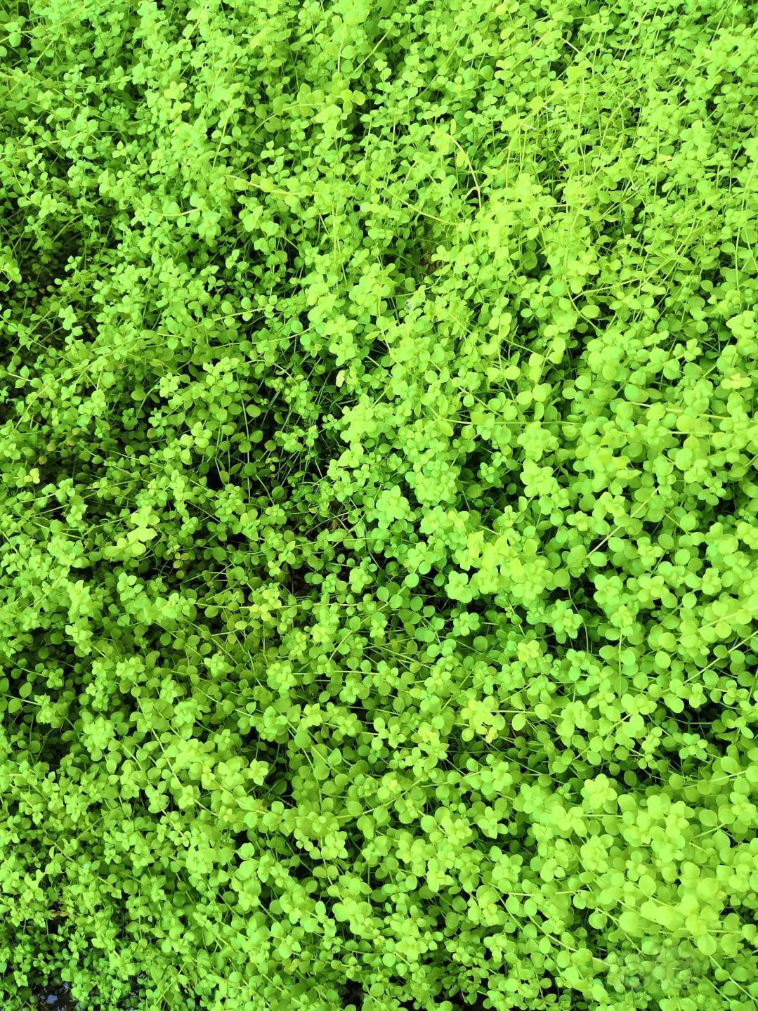 晒草状态很棒的趴地矮珍珠