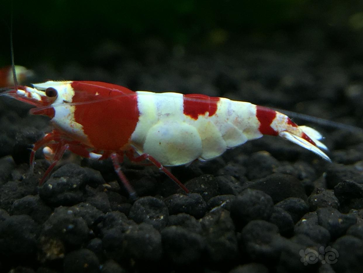 晒晒红白母虾-图2