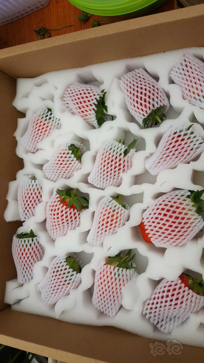 今年吃过最好吃的草莓🍓-图3