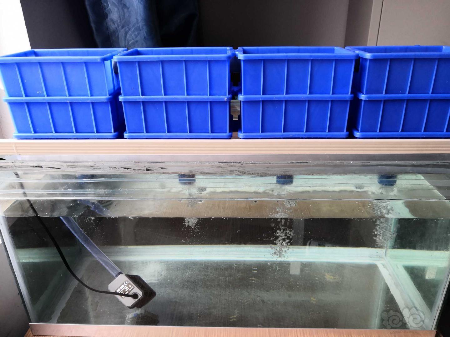 自制鱼缸自制滴流盒终于成型了-图2
