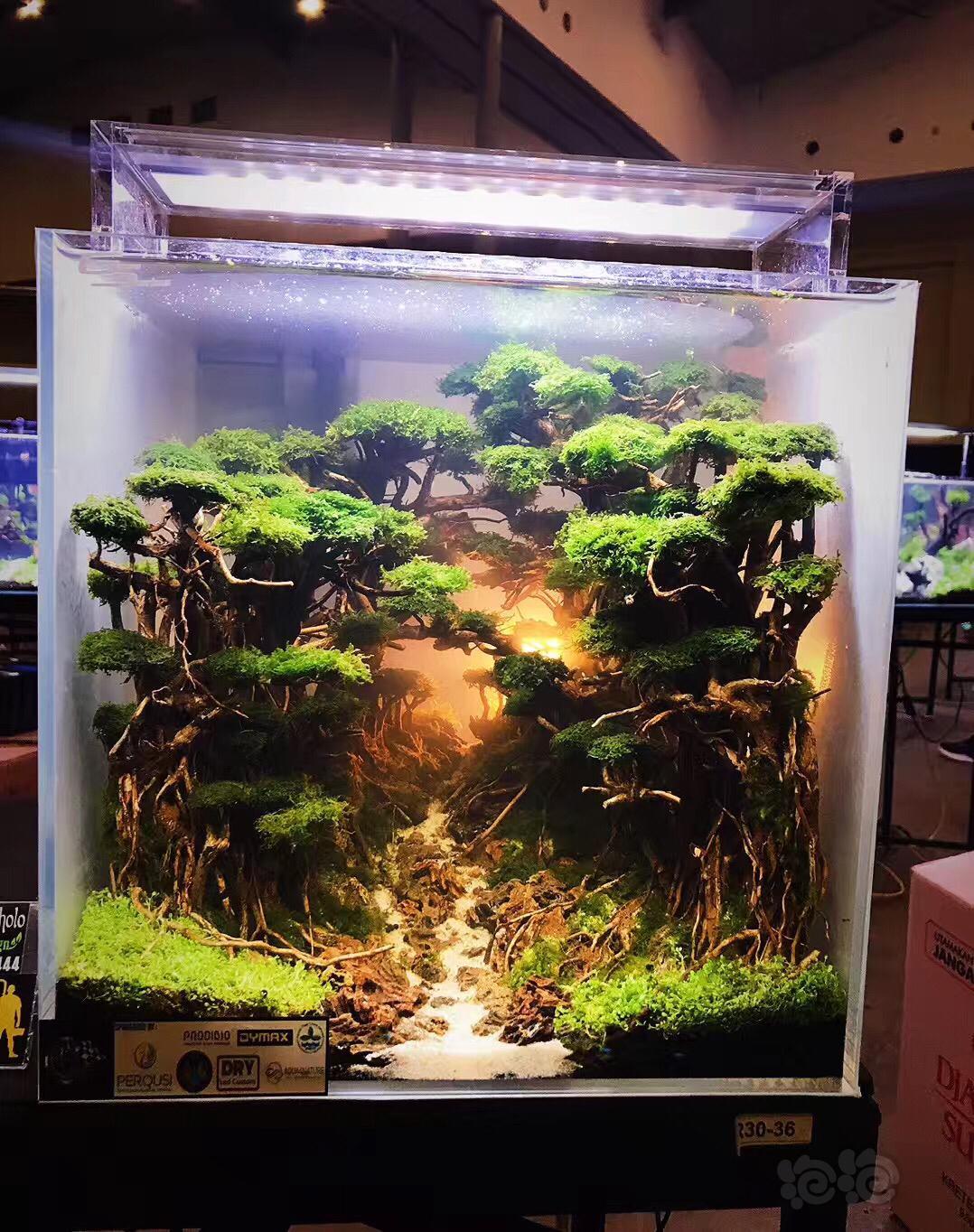 2018印尼造景地面赛30小缸组