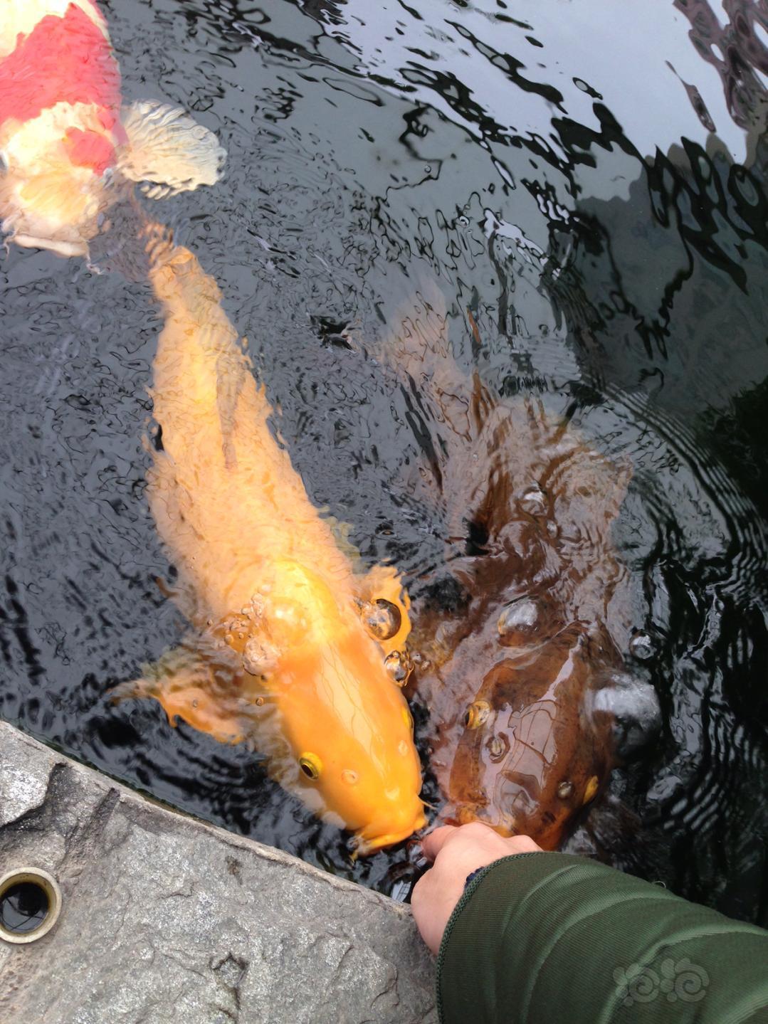 【锦鲤】养鲤乐趣多.