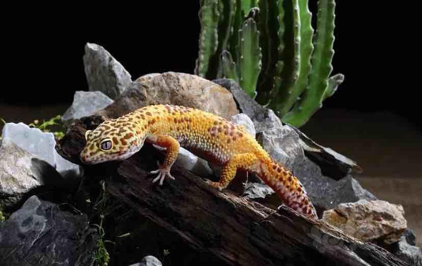 适合新手饲养的宠物蜥蜴之一 ——— 豹纹守宫