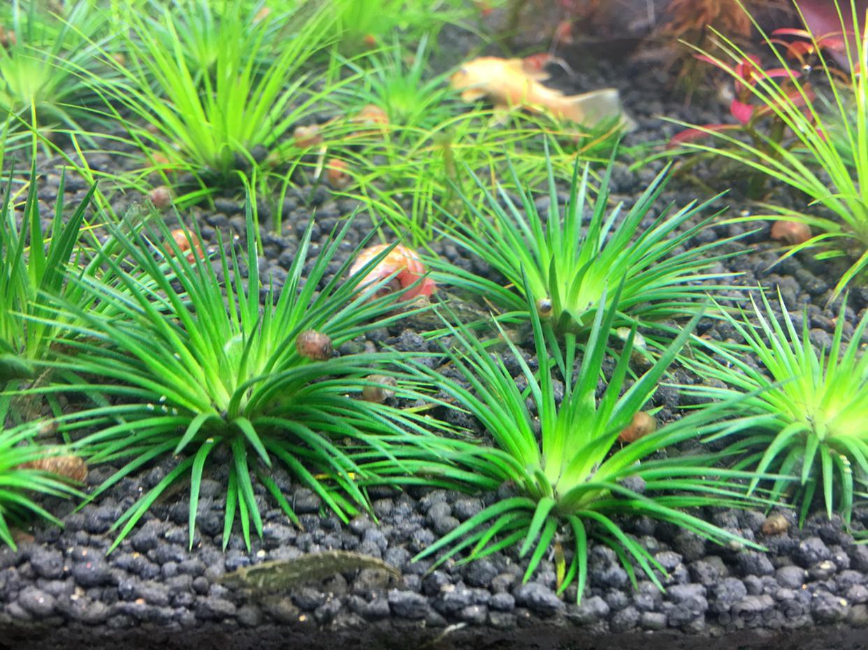 超低价出点赤焰灯芯草