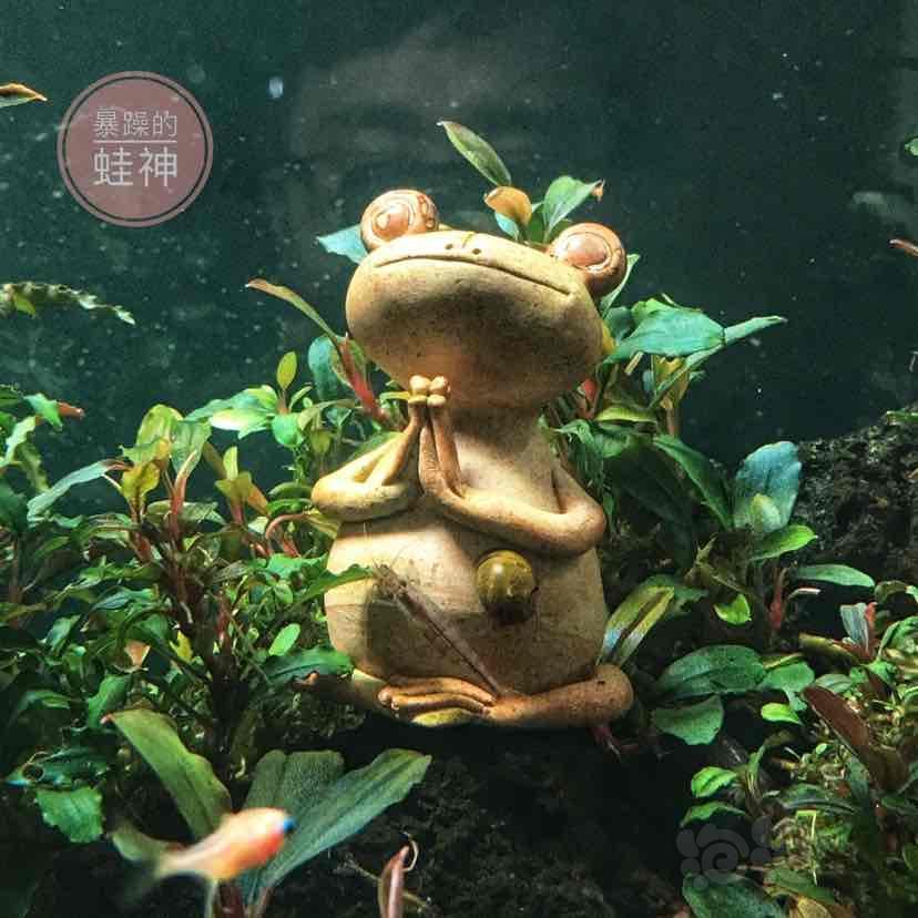 乍一看还以为我的蛙神是个女生.