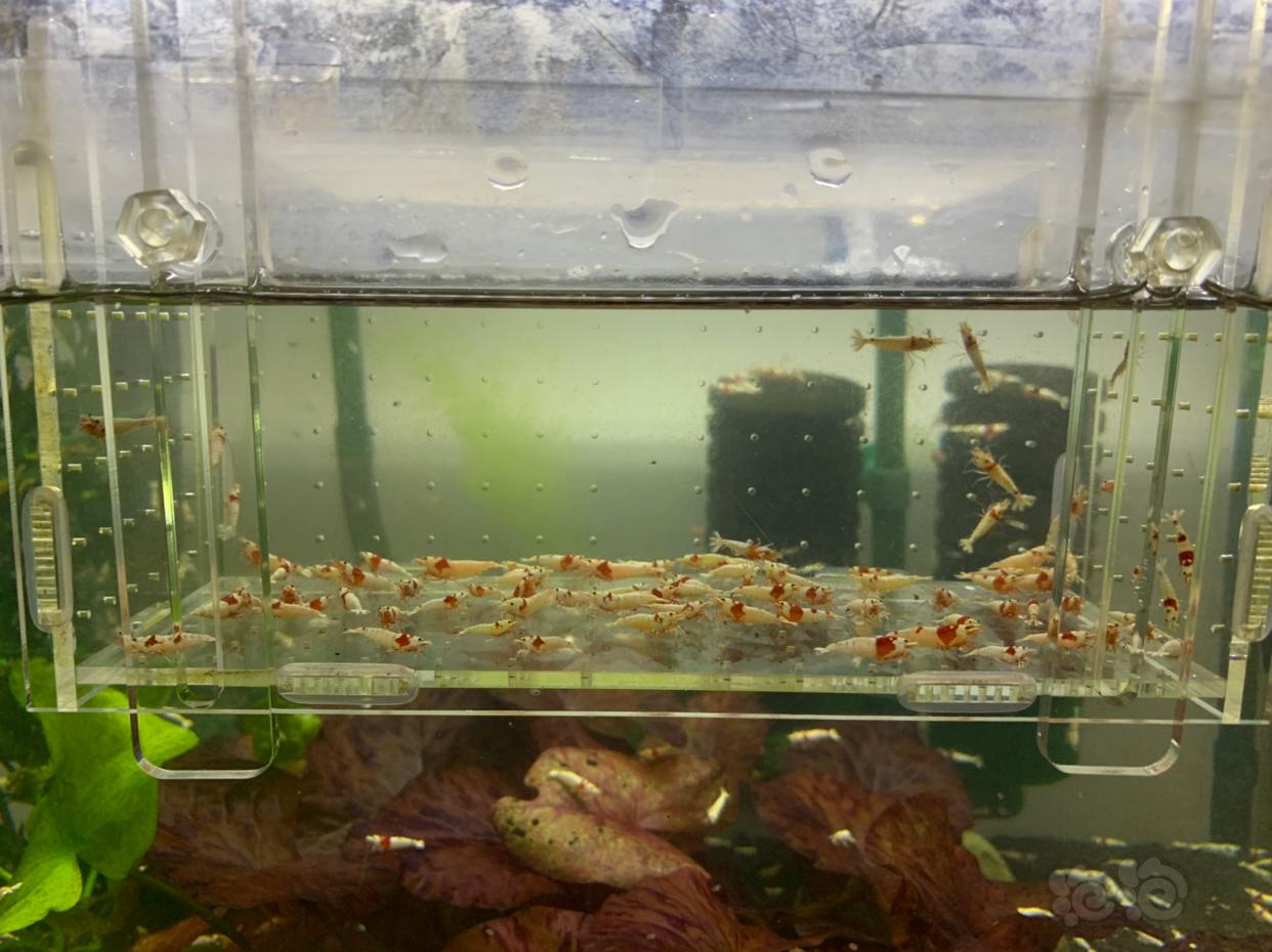 【虾】2018-12-28#RMB 红白水晶虾-图2