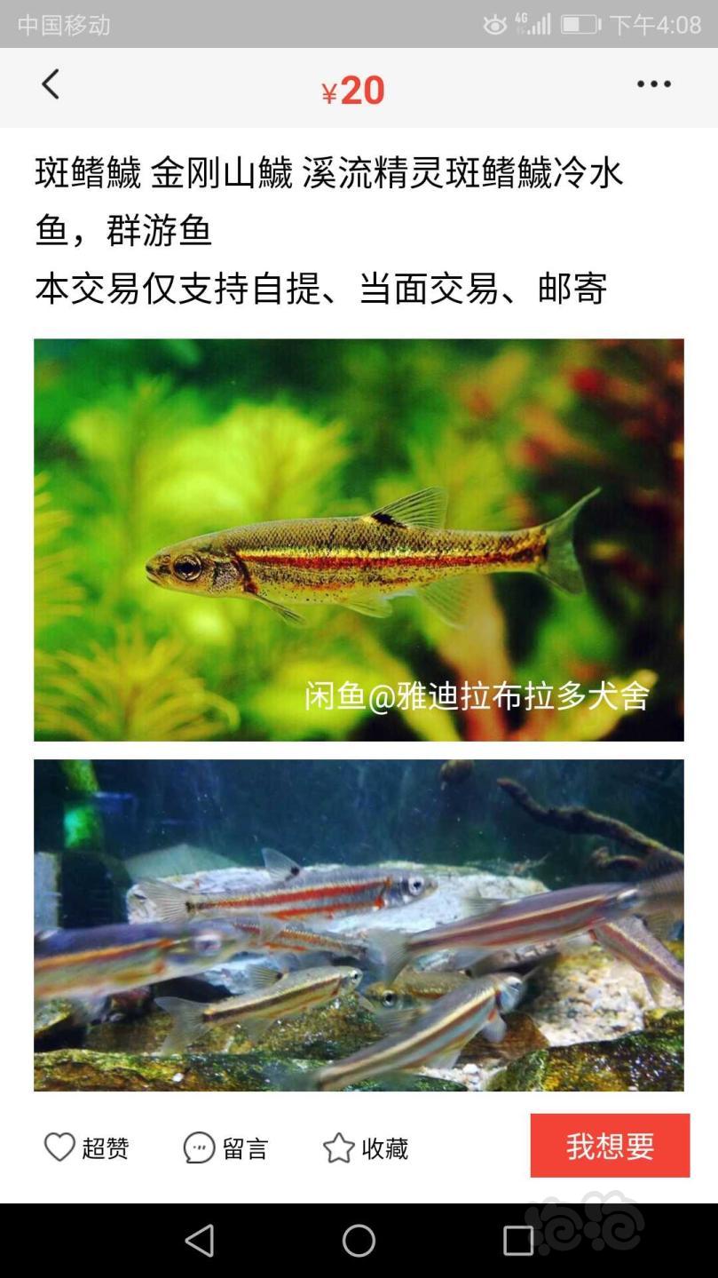 【热带鱼】收点虾虎鱼玩玩比如枝桠虾虎或者其他-图2