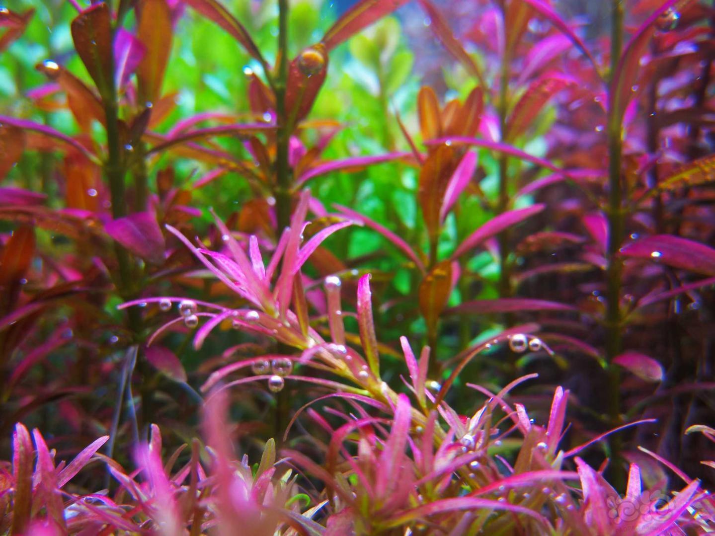 【水草】出自养水下叶一份