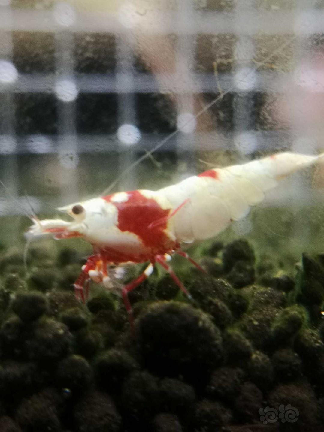 【虾】2018-12-4#RMB拍卖纯血红白水晶虾2只-图8