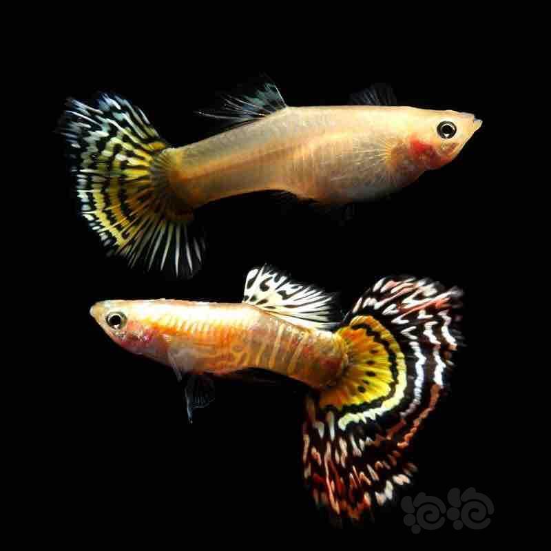 孔雀鱼金老虎孔雀鱼