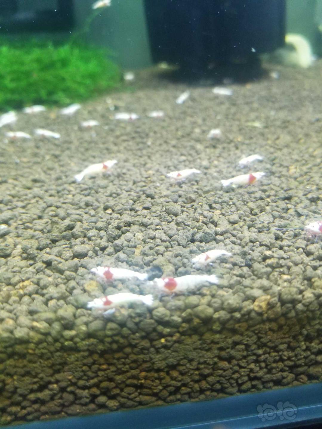 出系统红白，白躯以上级别水晶虾-图8
