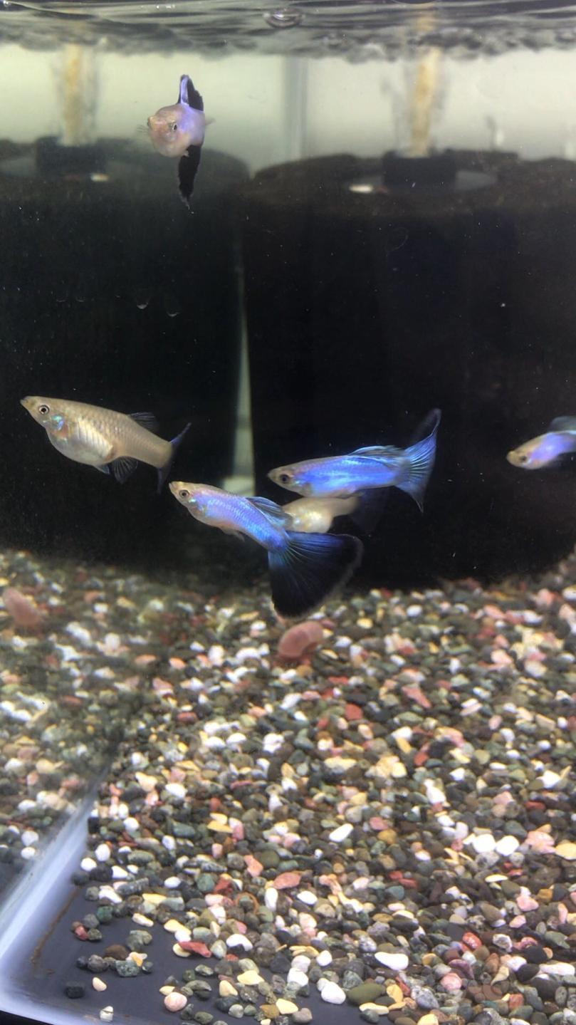 孔雀鱼辛加蓝蓝尾孔雀鱼