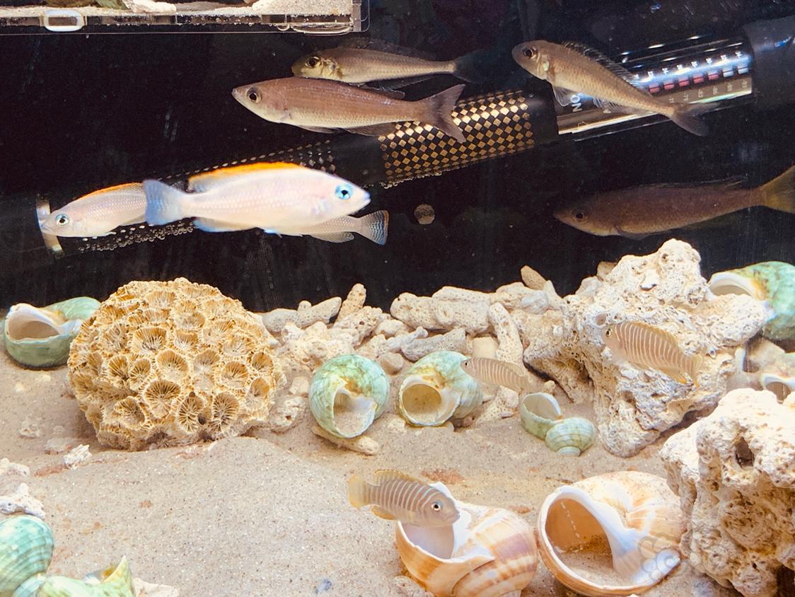 三湖慈鲷2018年最后一天晒晒卷贝缸