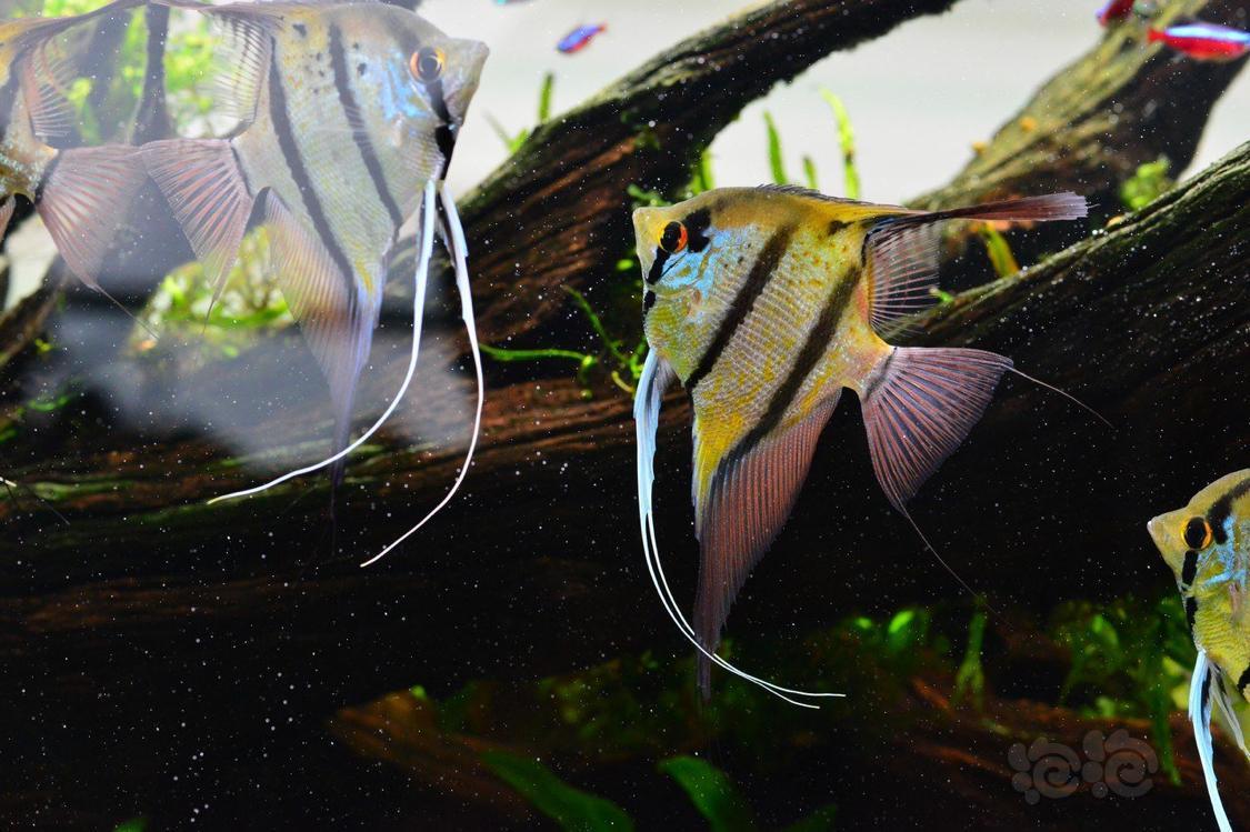 神仙鱼草缸发色逆天