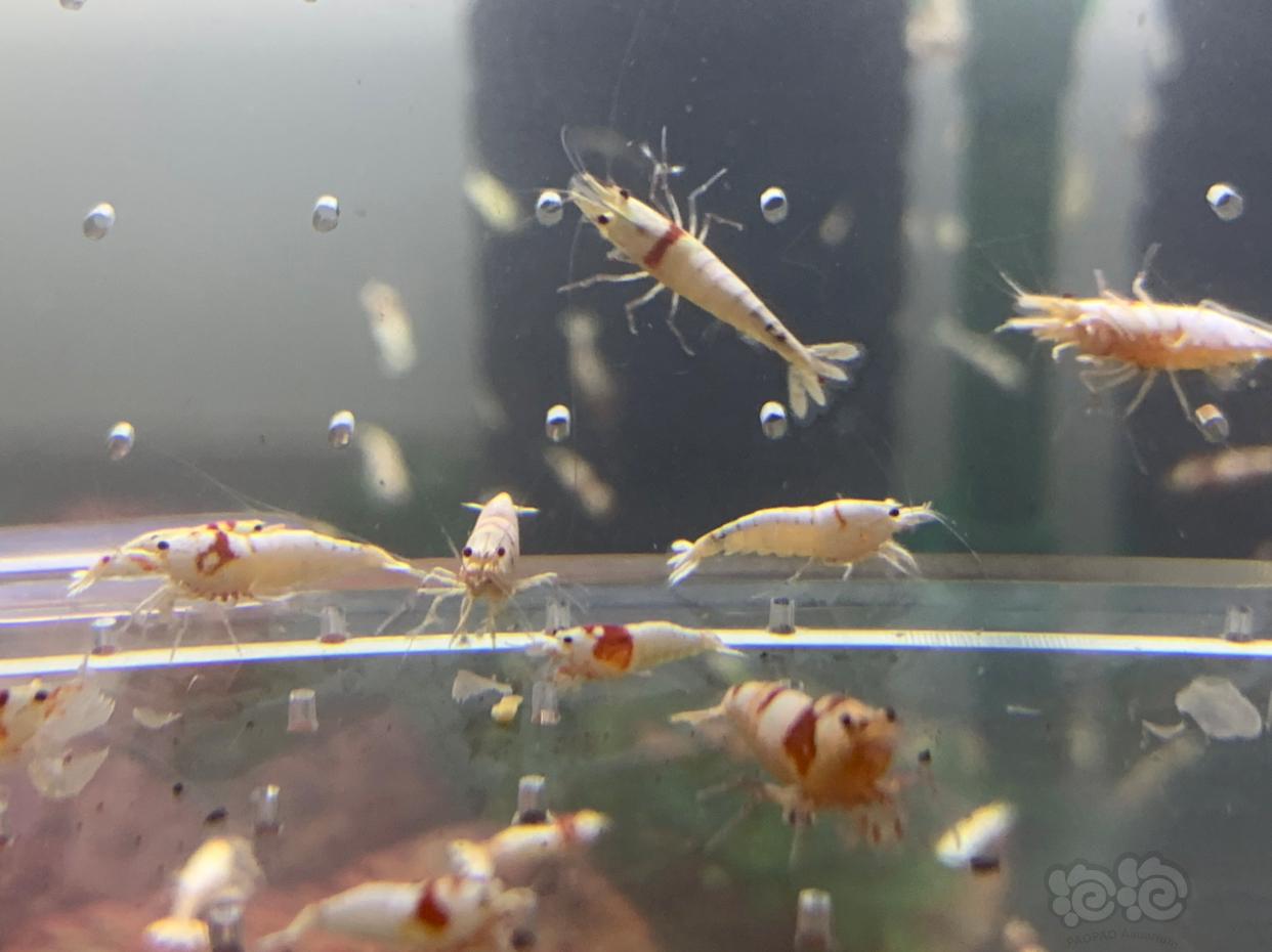 【虾】2018-12-3# RMB 紅白水晶蝦-图3
