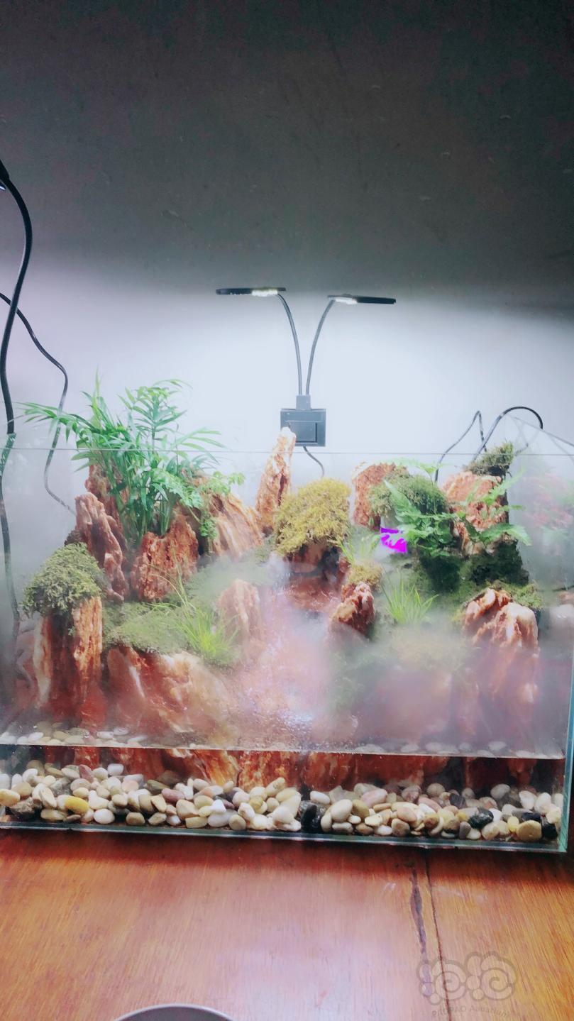 水陆50鸡骨石水陆缸