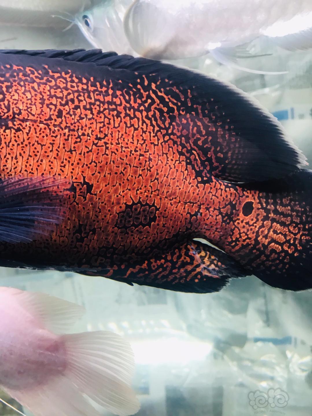 地图鱼身上白膜是怎么回事怎么办