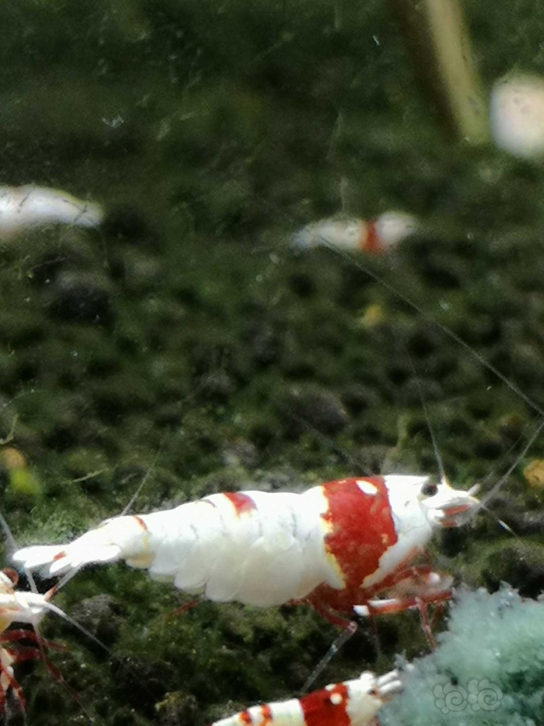 【虾】2018-12-9#RMB拍卖纯血红白水晶虾3只-图3