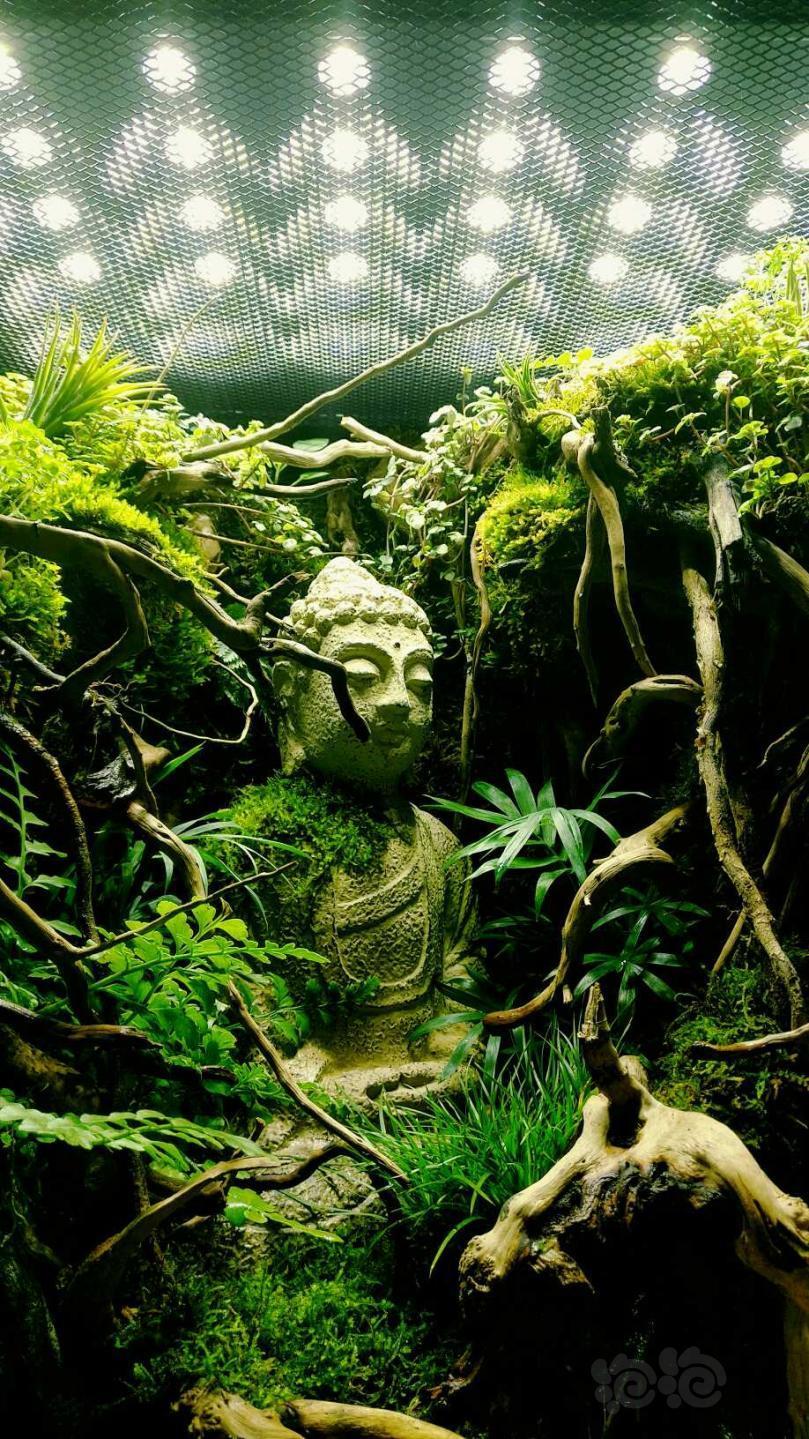 【雨林】大毛水景60水陆缸原创作品《佛境》