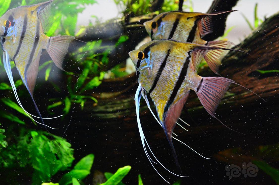 神仙鱼草缸发色逆天