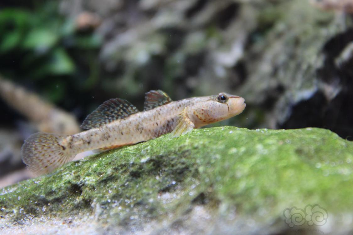 國內原生魚拍拍照曬曬