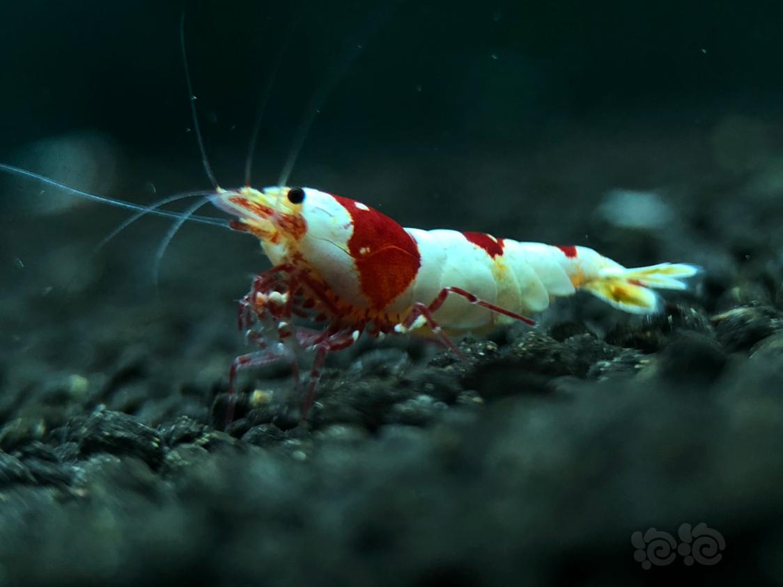 【虾】2018-12-12RMB拍卖红白水晶虾一只-图1
