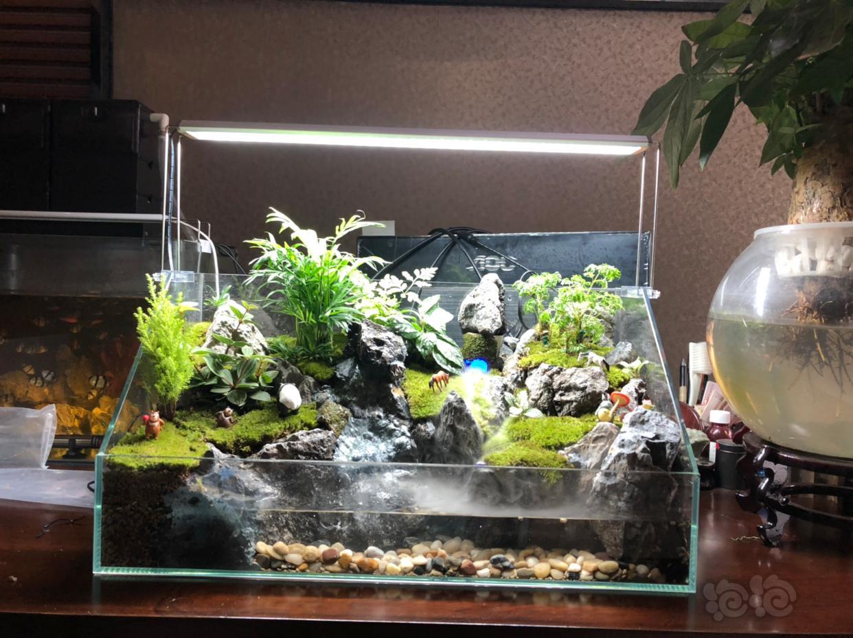 水陆60水陆缸造景