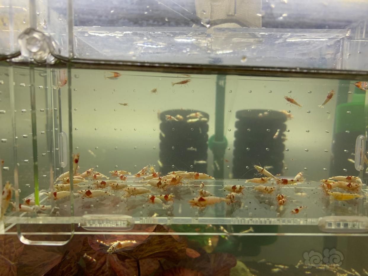 【虾】2018-12-3# RMB 紅白水晶蝦-图1