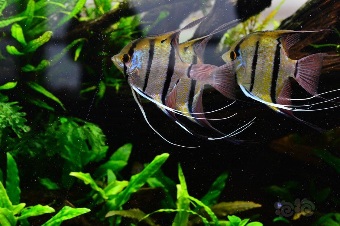 神仙鱼草缸发色逆天